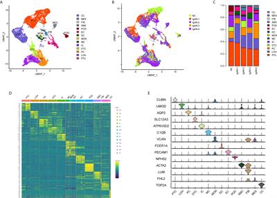 A Partial Picture of the Single-Cell Transcriptomics of Human IgA Nephropathy